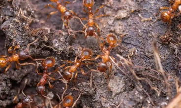 Lawn ants for pest control