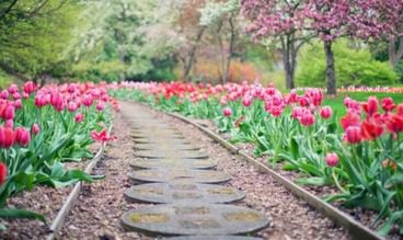 tulips along a stepping stone path